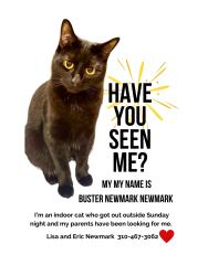 Lost Male Cat last seen Sherwood Road and Sherwood Echo, Woodbury, MN 55125