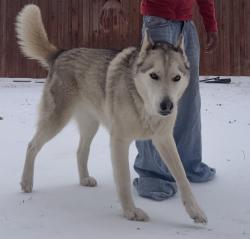 Lost Female Dog last seen Peregrine trail, Arlington, TX 76001