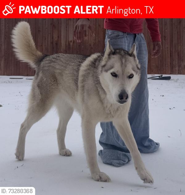 Lost Female Dog last seen Peregrine trail, Arlington, TX 76001