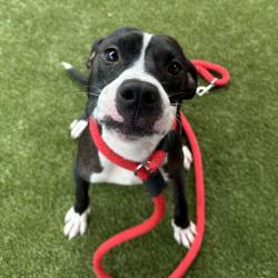 Shelter Stray Male Dog last seen , Animal Care & Control Team of Philly, 111 W Hunting Park Ave, Philadelphia, PA 19140, USA