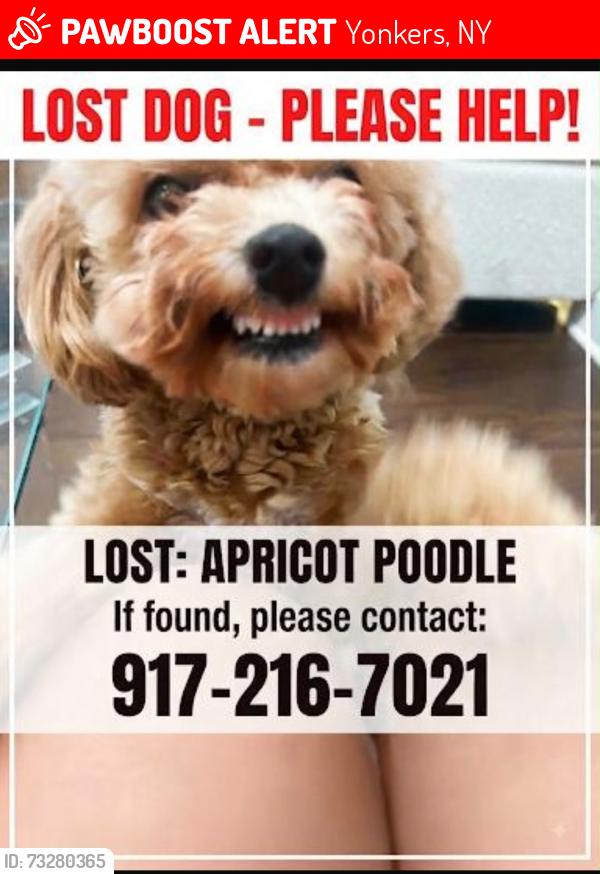 Lost Female Dog last seen Near Lockwood Av, Yonkers, NY 10701