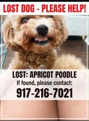 Lost Female Dog last seen Near Lockwood Av, Yonkers, NY 10701