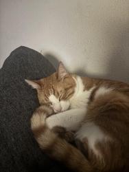 Lost Male Cat last seen Barton Blvd, Rockledge, FL 32955