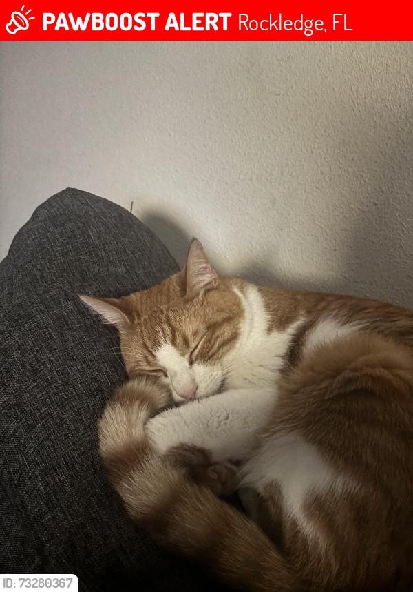 Lost Male Cat last seen Barton Blvd, Rockledge, FL 32955