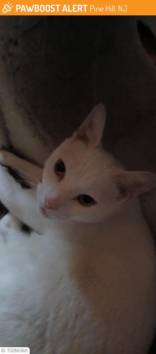 Found/Stray Female Cat last seen Pine street ,pine hill, Pine Hill, NJ 08021