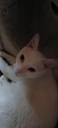 Found/Stray Female Cat last seen Pine street ,pine hill, Pine Hill, NJ 08021