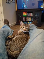 Reunited Male Cat last seen Sheetz on 322, Ephrata, PA 17522