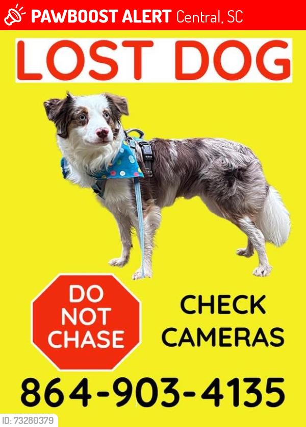 Lost Male Dog last seen Woodlands Apt Complex, Central, SC 29630
