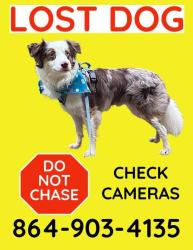 Lost Male Dog last seen Woodlands Apt Complex, Central, SC 29630