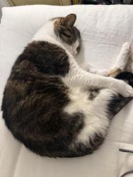 Lost Male Cat last seen Décarie and Sherbrooke, Montréal, QC H4A 3J4
