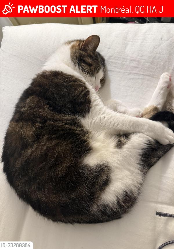 Lost Male Cat last seen Décarie and Sherbrooke, Montréal, QC H4A 3J4