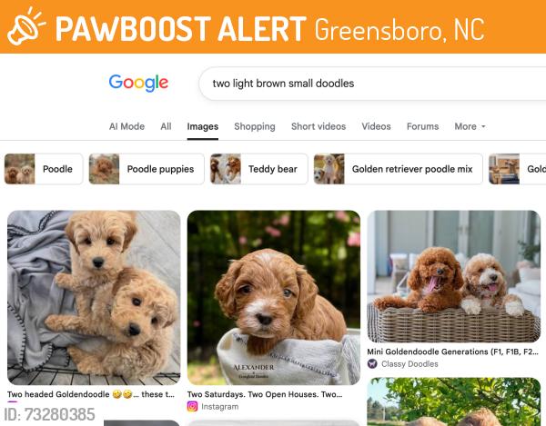 Found/Stray Unknown Dog last seen McKnight Mill Rd, Greensboro, NC 27405