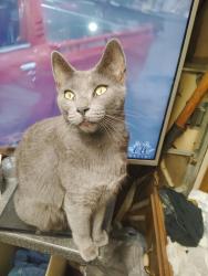 Lost Female Cat last seen Lawson/beltline, Mesquite, TX 75181