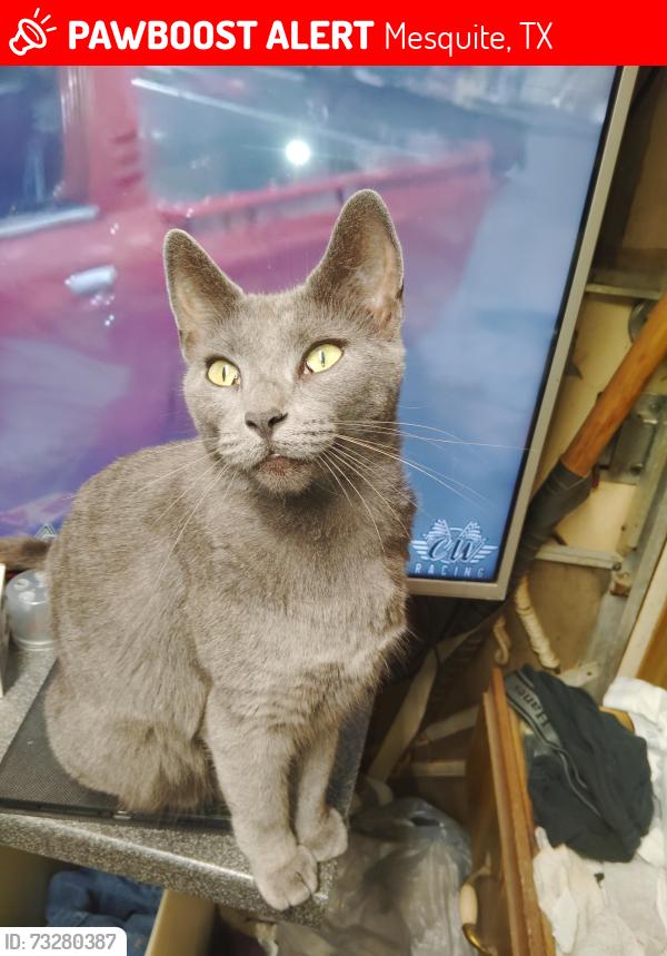 Lost Female Cat last seen Lawson/beltline, Mesquite, TX 75181