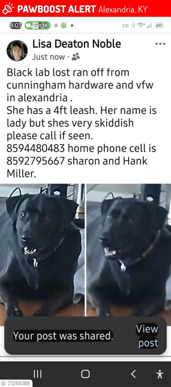 Lost Female Dog last seen VFW, Alexandria, KY 41001