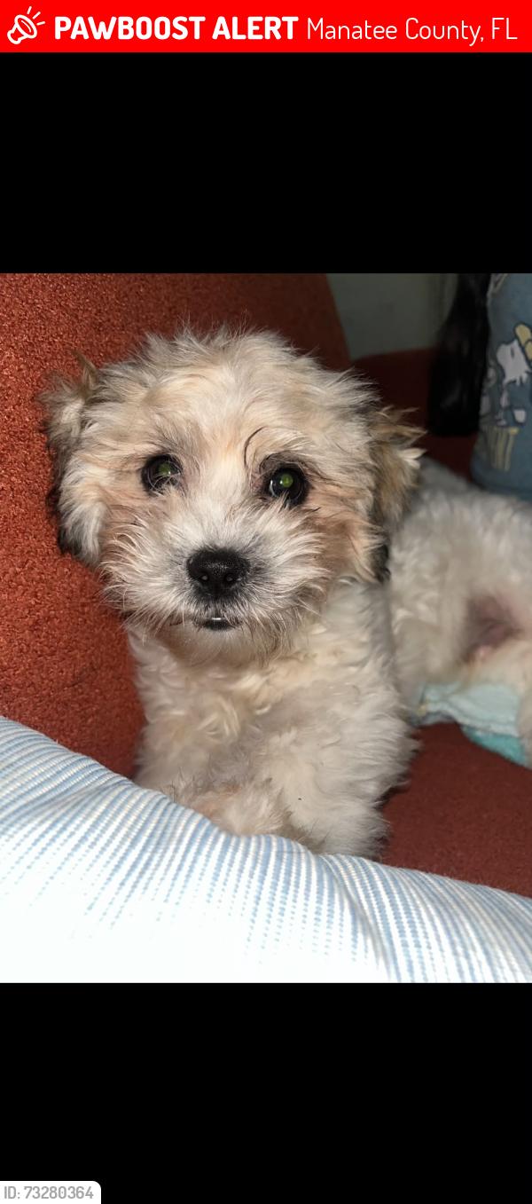 Lost Male Dog last seen 59th ave dr w Bradenton 34207, Manatee County, FL 34207