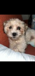 Lost Male Dog last seen 59th ave dr w Bradenton 34207, Manatee County, FL 34207