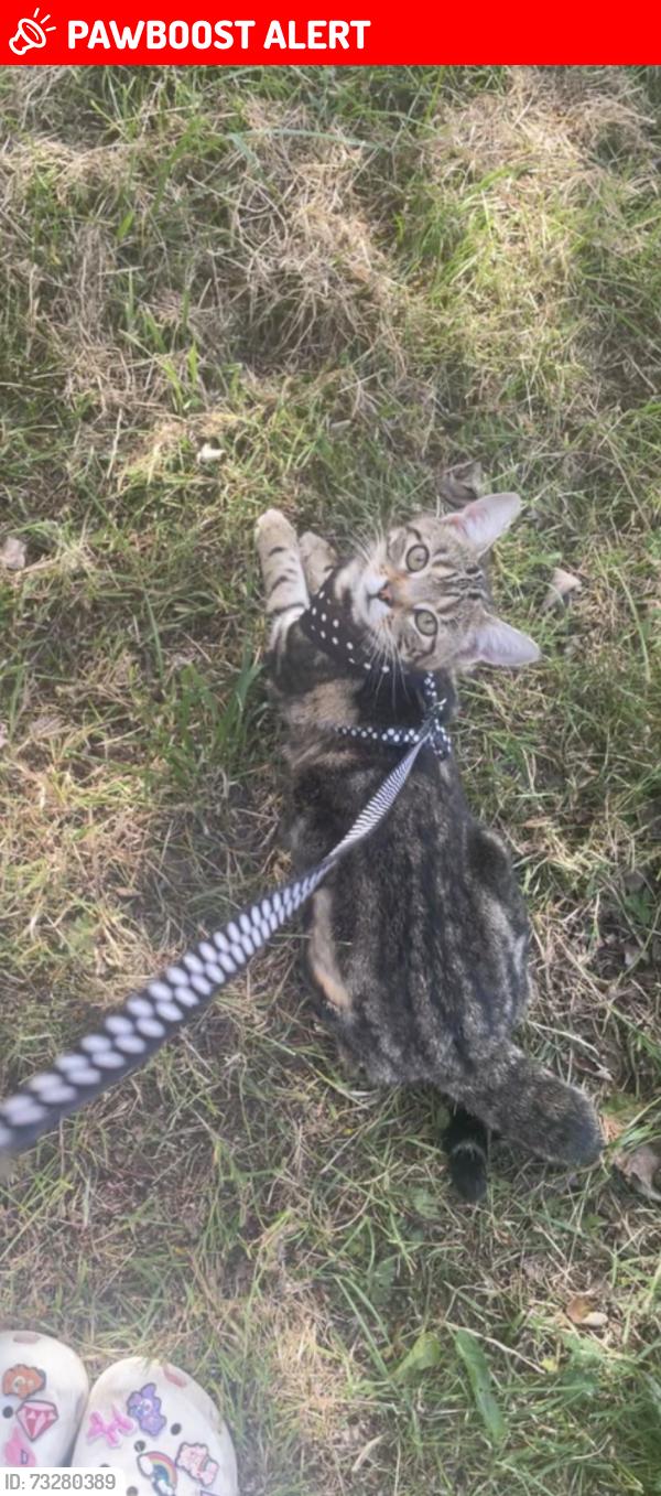 Lost Female Cat last seen Hebburn, Tyne and Wear, England NE31 2QN