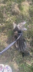 Lost Female Cat last seen Hebburn, Tyne and Wear, England NE31 2QN