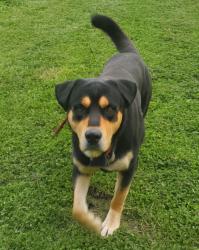 Lost Male Dog last seen Graham rd and mink rd, Pataskala, OH 43062