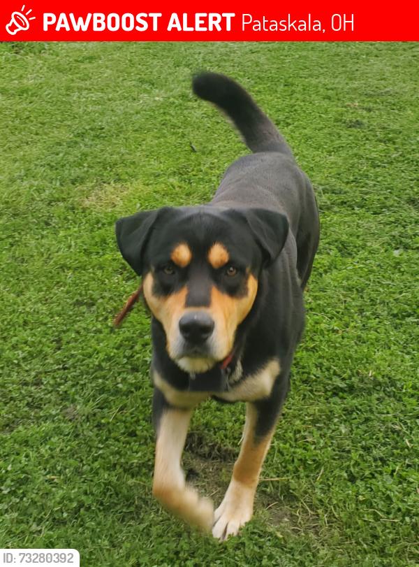 Lost Male Dog last seen Graham rd and mink rd, Pataskala, OH 43062