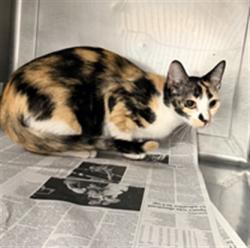 Shelter Stray Female Cat last seen , West Valley Animal Shelter, 20655 Plummer St, Chatsworth, CA 91311, USA