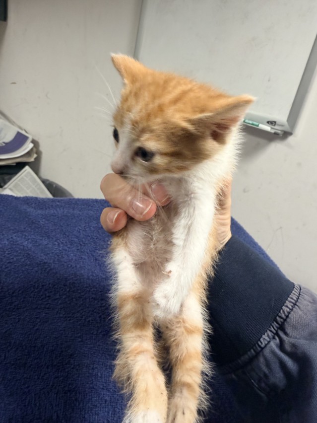Shelter Stray Male Cat last seen , West Valley Animal Shelter, 20655 Plummer St, Chatsworth, CA 91311, USA