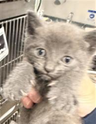 Shelter Stray Male Cat last seen , West Valley Animal Shelter, 20655 Plummer St, Chatsworth, CA 91311, USA