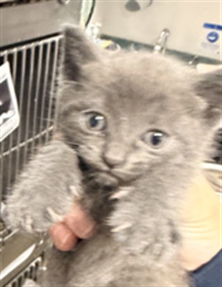 Shelter Stray Male Cat last seen , West Valley Animal Shelter, 20655 Plummer St, Chatsworth, CA 91311, USA