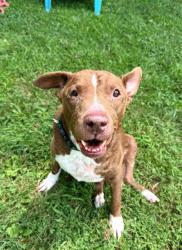 Shelter Stray Male Dog last seen BURLINGTON AC, 221 Stone Quarry Rd, Burlington, NC 27217, USA