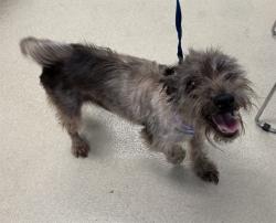 Shelter Stray Female Dog last seen BURLINGTON GC, 221 Stone Quarry Rd, Burlington, NC 27217, USA