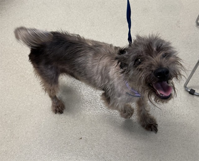 Shelter Stray Female Dog last seen BURLINGTON GC, 221 Stone Quarry Rd, Burlington, NC 27217, USA