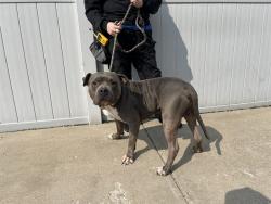 Shelter Stray Male Dog last seen Near BLOCK JAN PLACE ST, 3528 Newburg Rd, Louisville, KY 40218, USA
