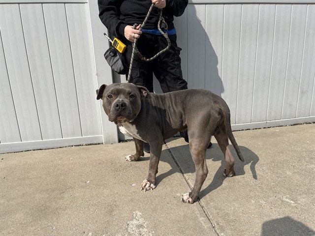 Shelter Stray Male Dog last seen Near BLOCK JAN PLACE ST, 3528 Newburg Rd, Louisville, KY 40218, USA
