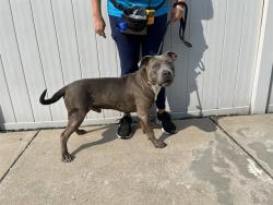 Shelter Stray Male Dog last seen Near BLOCK SOUTHWESTERN PKWY, 3528 Newburg Rd, Louisville, KY 40218, USA
