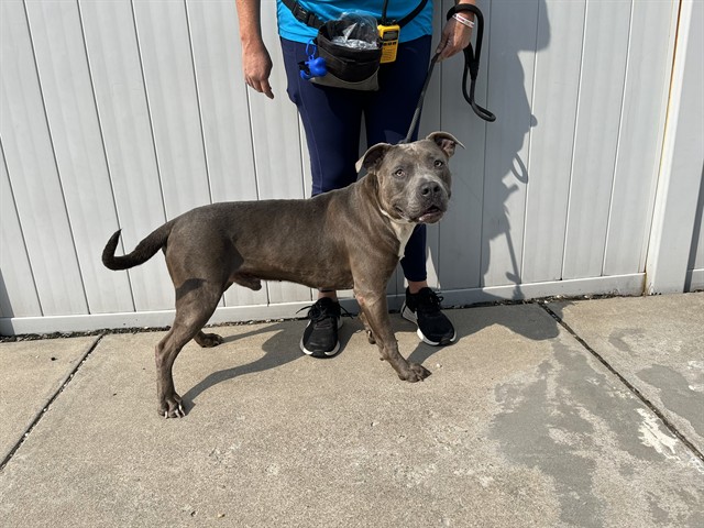 Shelter Stray Male Dog last seen Near BLOCK SOUTHWESTERN PKWY, 3528 Newburg Rd, Louisville, KY 40218, USA