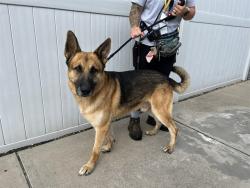 Shelter Stray Male Dog last seen Near BLOCK PAULEYS GAP, 3528 Newburg Rd, Louisville, KY 40218, USA