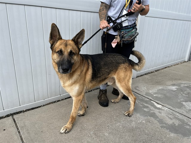 Shelter Stray Male Dog last seen Near BLOCK PAULEYS GAP, 3528 Newburg Rd, Louisville, KY 40218, USA