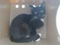 Shelter Stray Male Cat last seen , 2769 Conroy Rd, Orlando, FL 32839, USA