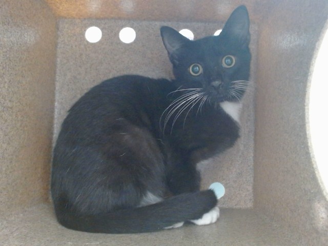 Shelter Stray Male Cat last seen , 2769 Conroy Rd, Orlando, FL 32839, USA