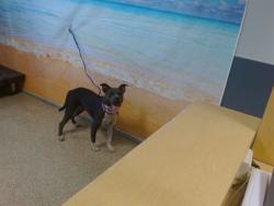 Shelter Stray Female Dog last seen Near BLOCK NW 73 ST, 3599 NW 79th Ave, Doral, FL 33122, USA