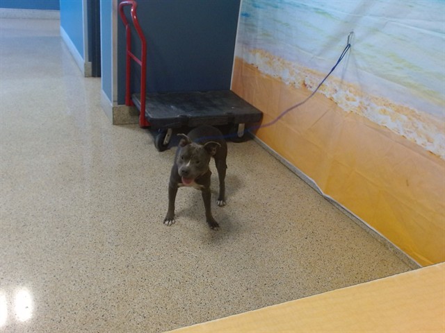 Shelter Stray Female Dog last seen Near BLOCK NW 73 ST, 3599 NW 79th Ave, Doral, FL 33122, USA