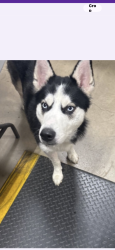 Found/Stray Male Dog last seen Laurel md, MD-32, MD 20763
