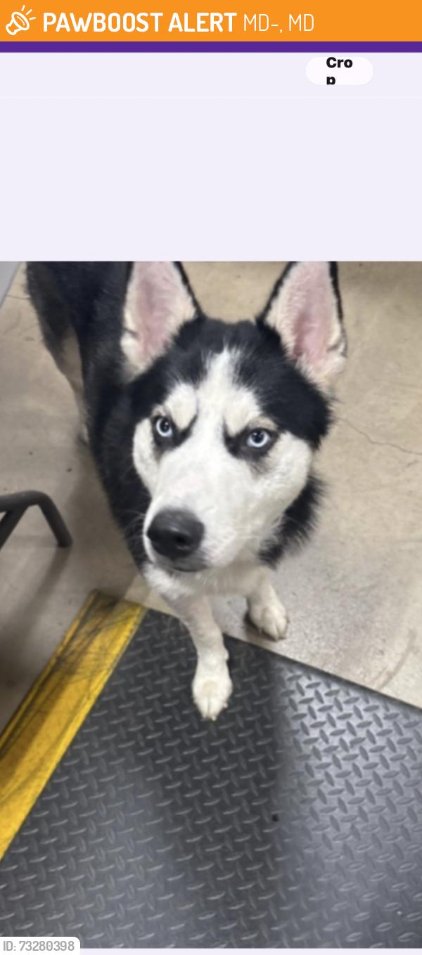 Found/Stray Male Dog last seen Laurel md, MD-32, MD 20763