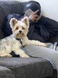 Lost Male Dog last seen Clear creek and Stan schleuter Loop, Killeen, TX 76549