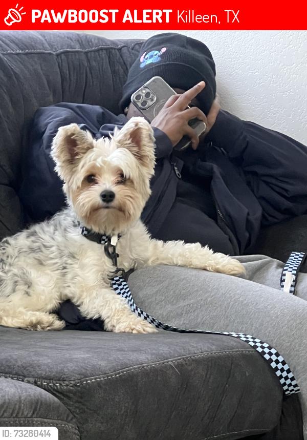 Lost Male Dog last seen Clear creek and Stan schleuter Loop, Killeen, TX 76549