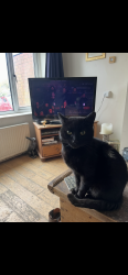 Lost Male Cat last seen Longmeadow drive, Dinas Powys, Vale of Glamorgan, Wales CF64 4TE