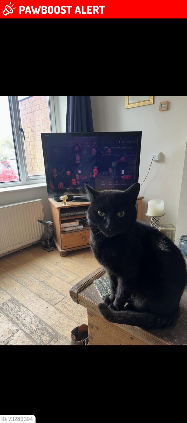 Lost Male Cat last seen Longmeadow drive, Dinas Powys, Vale of Glamorgan, Wales CF64 4TE