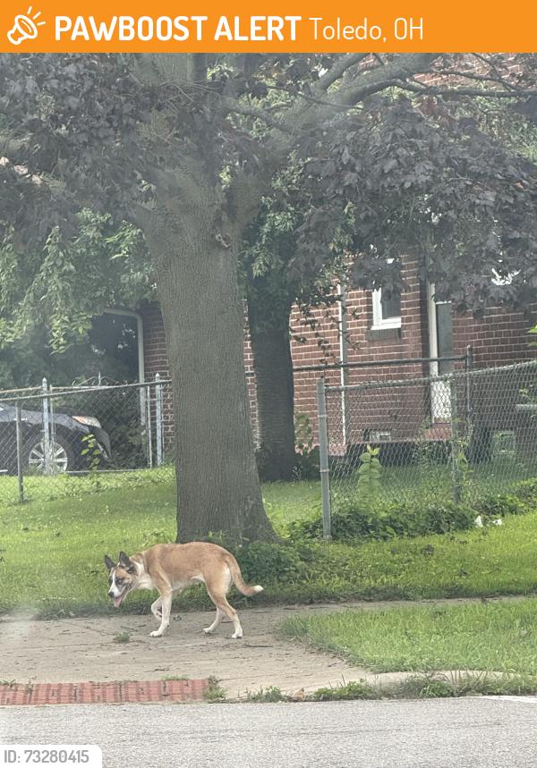 Found/Stray Unknown Dog last seen Idaho and valleywood, Toledo, OH 43605