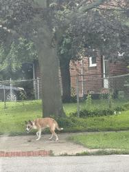 Found/Stray Unknown Dog last seen Idaho and valleywood, Toledo, OH 43605
